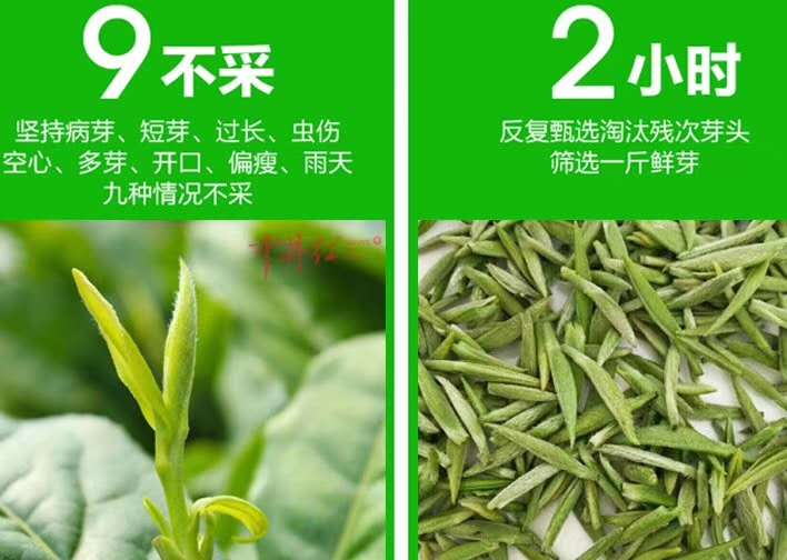 狗牯脑 采摘标准.jpg