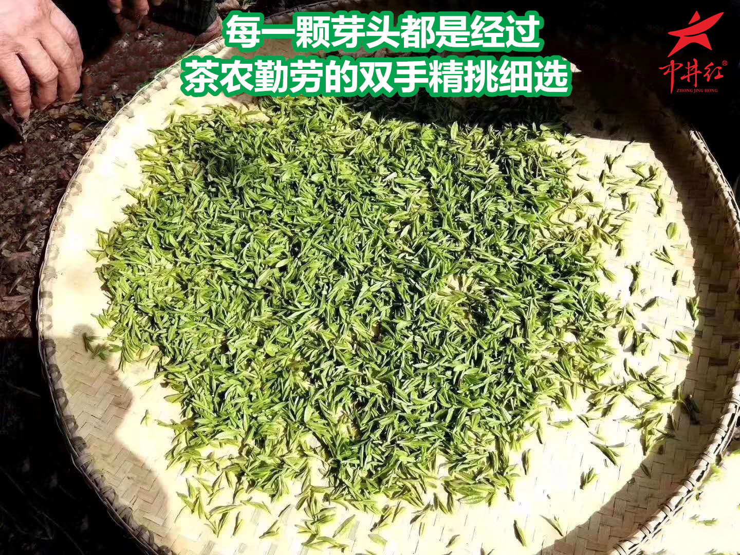 狗牯脑挑选.jpg
