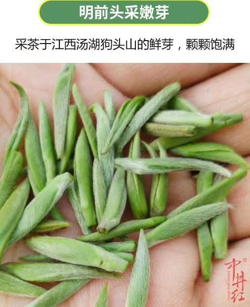 狗牯脑 采摘标准2.jpg