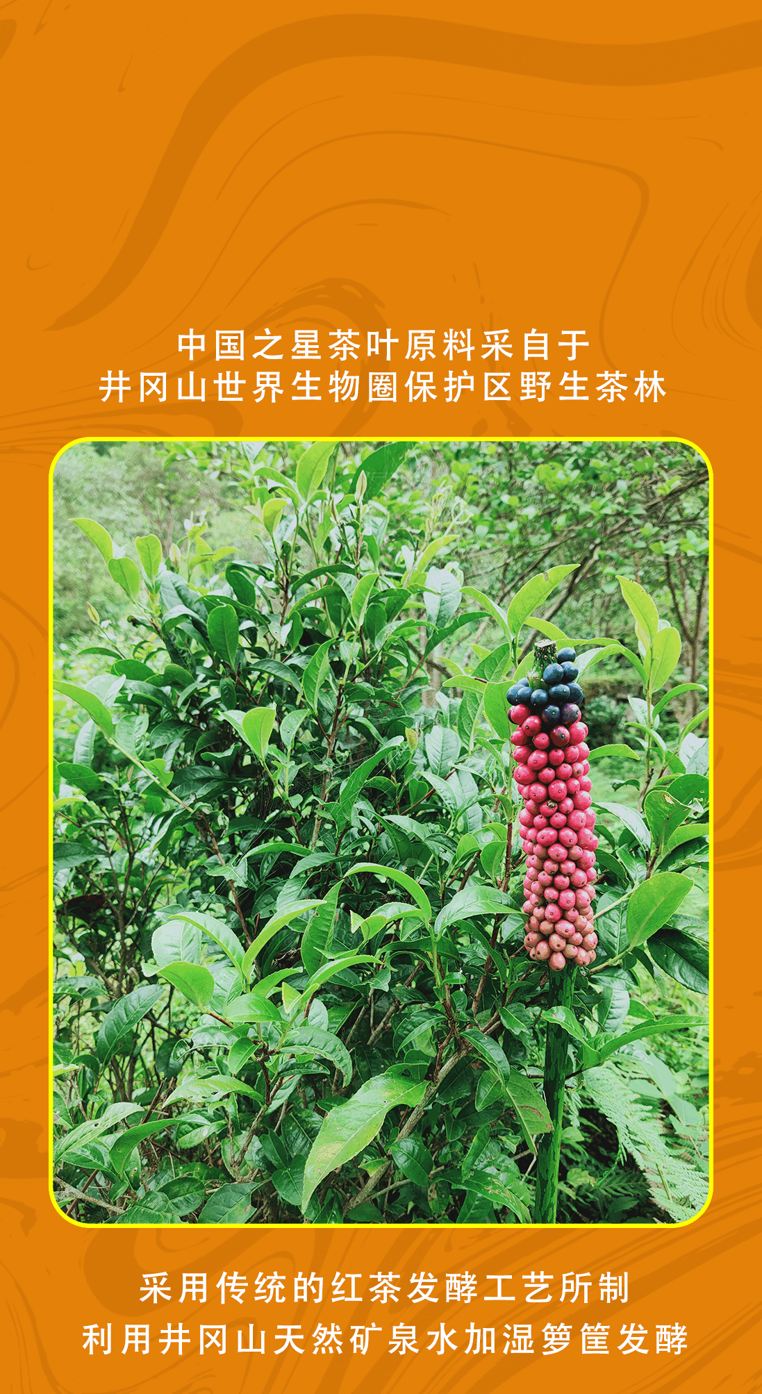 详情页_06 (1).png